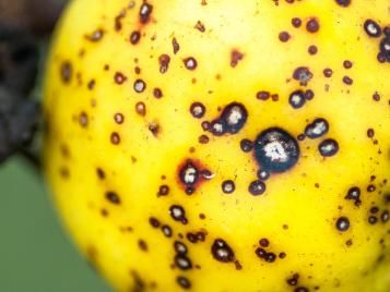 apple scab