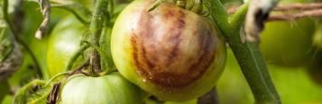 Blight