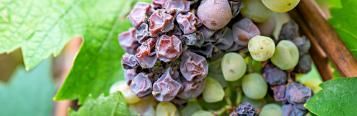 Botrytis