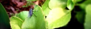 Cabbage root fly