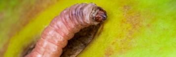 Codling moth