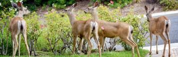 Deer