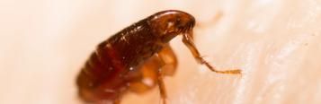 Fleas