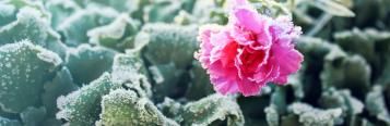 Frost damage