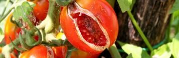Fruit splitting