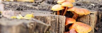 Honey fungus