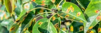 Leaf spot