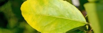 Magnesium deficiency