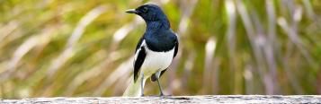 Magpies