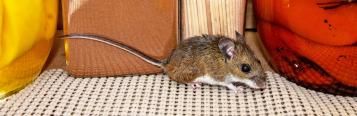 Mice