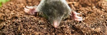 Moles