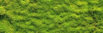 Moss