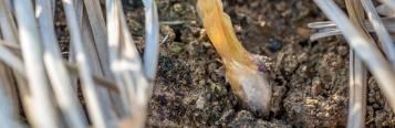 Onion white rot - treatment and control