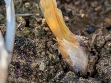 Onion white rot - treatment and control