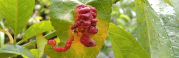 Peach leaf curl - treatment and control