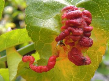 Peach leaf curl - treatment and control