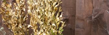 Plant die back - treatment and control