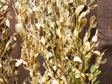 Plant die back - treatment and control