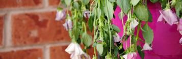 Plant wilts