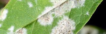 powdery mildew