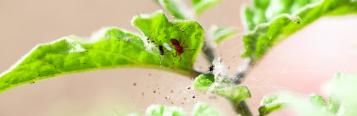 Red spider mite control