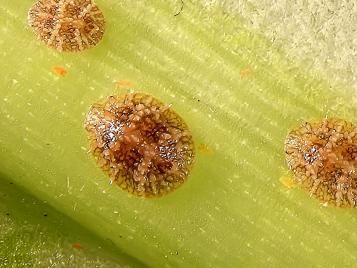 scale insects