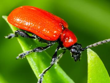 Scarlet lily beetle