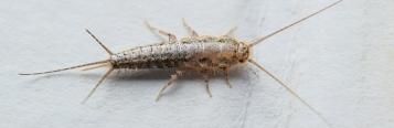 Silverfish