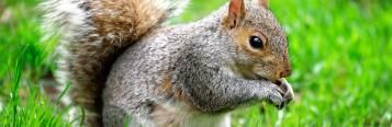 Squirrels