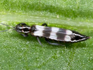 thrips control