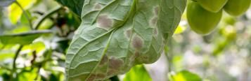 Tomato leaf mould - treatment and control