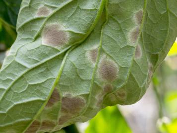 Tomato leaf mould - treatment and control