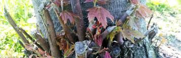 Tree and shrub suckers - treatment and control
