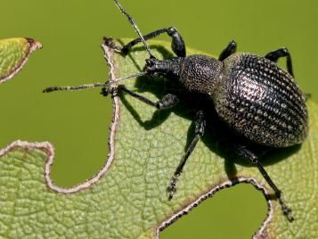 Dickmaulrüssler bekämpfen