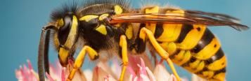 Wasps