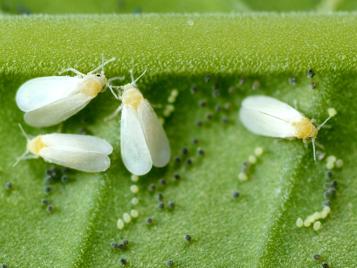 whitefly control
