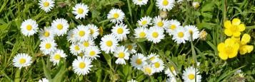 Controlling and preventing lawn weeds