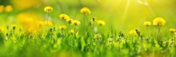 Killing common garden weeds