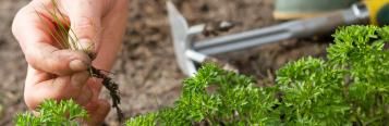 Tackling weeds in the vegetable garden