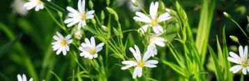 Plantes Annuelles : Désherber