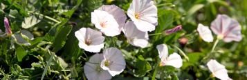 Perennial or woody weeds