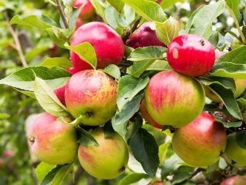 Apples growing on tree