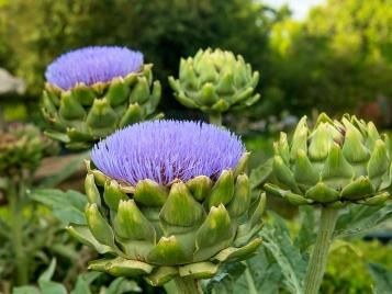 Artichokes flowering the summer