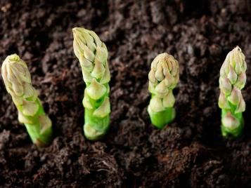 Asparagus growing in soil