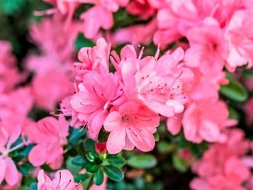 Azalea flowers closeup