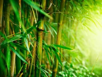 Bamboo closeup of cane stems