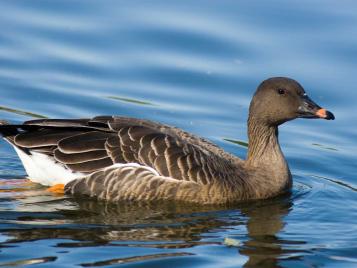 Bean Goose