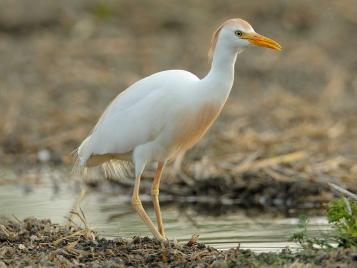 Cattle Egret