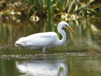 Great White Egret