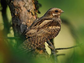 Nightjar